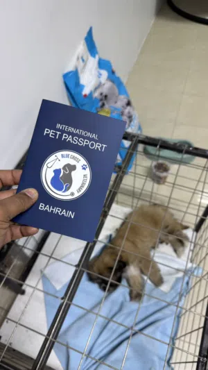 Puppy for sale ( vaccinated with cage food and Other Accessories)