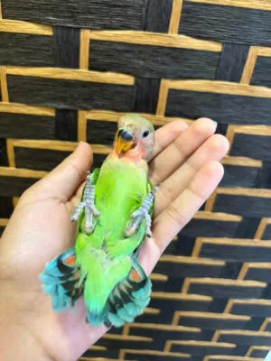 طير لاف بيرد اليف هدد داخلي متعلم