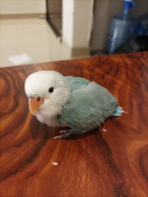 1 month old Rosè parrot for sale