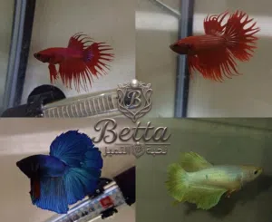 لعشاق التميز: مجموعة أسماك بيتا ملكية فاخرة للبيع!