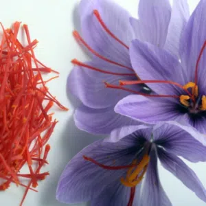 saffron saedy 