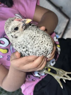 افراخ عرب عمره شهرين