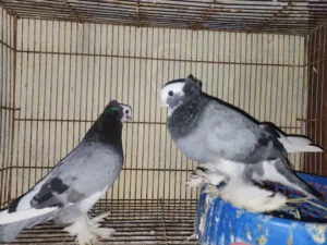 متاح كمبك نقش