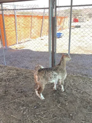 تيس وثنتين صخال  وحمله