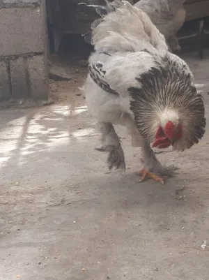 ديك براهمي  بسعر مغري