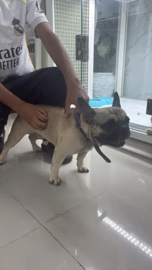 French bulldog pior