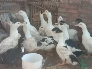 بط سكوفي اوزان خرافيه وكميات والسعر مفاجه