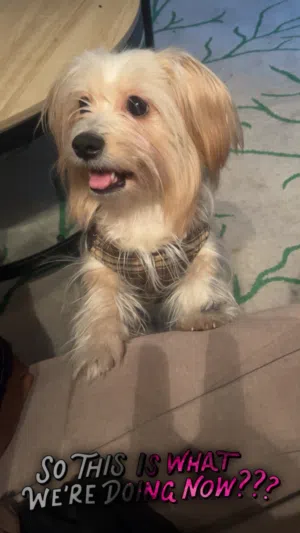 لوسي -كلبه مالتيز