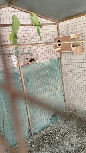 ببغاء دره للبيع الرجاء الاتطلاع على الوصف