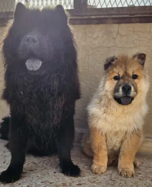 جرو تشاو تشاو وامه