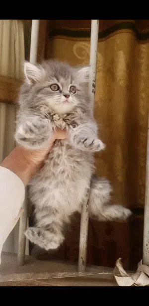 حيوانات للبيع