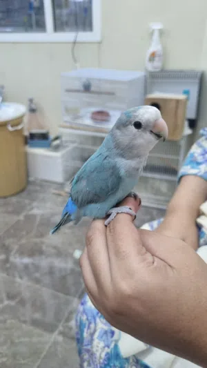 روز أعمار 4 أشهر أليفات