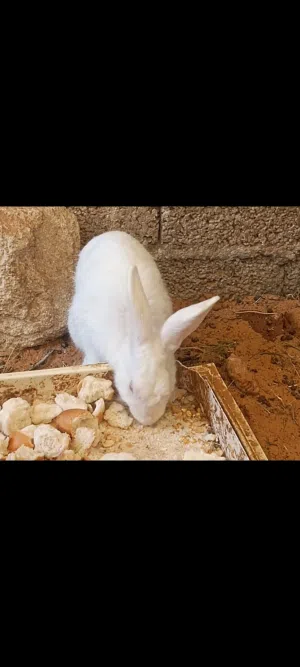 زوز دكورا للبيع الله يبارك
