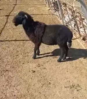 خاروف صقري حشم