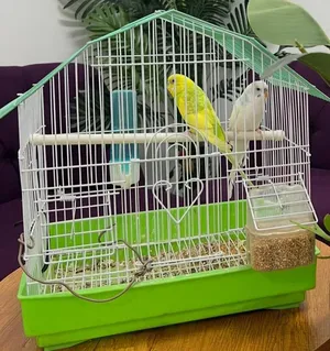 Birds3