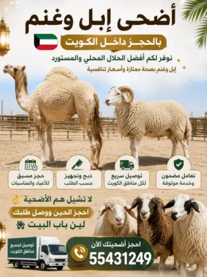 للبيع اضاحي ابل و غنم طيبه