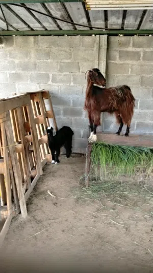شاه هيه وبنتها فيه ثلاثه محالب