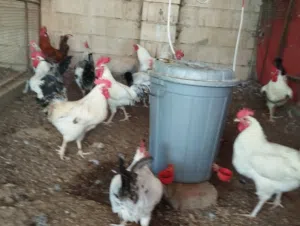 للبيع دجاج صيصان محلي