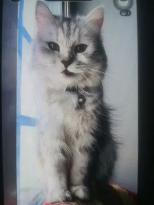 female persian 1 year and 6 months old