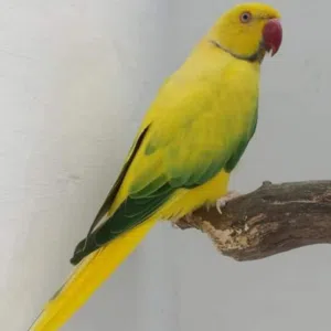Sameh Alawneh