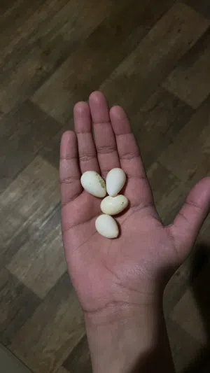 جوز كروان للبيع