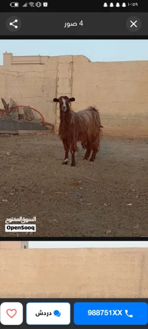 شه من حلل السعيدي أموره طيبه فول سمنه