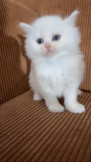 قطط هملايا الأصلية