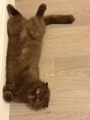 Brown Scottish fold cat