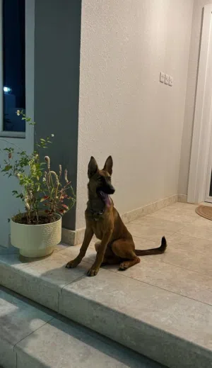 كلب جيرمن شو لاين شوف الوصف مهم جدا جدا