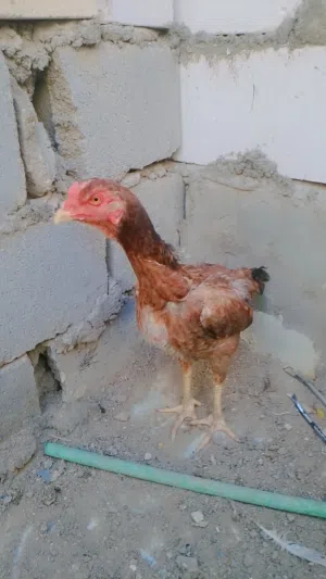 ديج ودجاجه هندي بياضه  وحمامه بغداديه 7