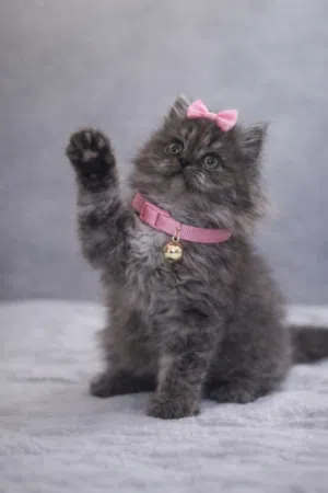 هملايا مكس سكوتش .............