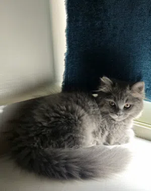 للتبني Fully Vaccinated Shirazi × Angora Kitten (male)
