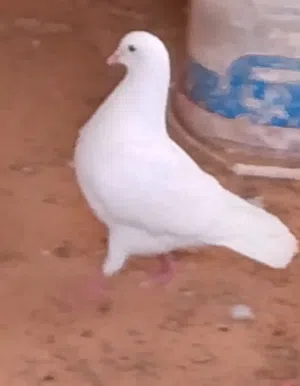 حمام فرنساوي لاحم درجة اوله سلاالة شركة فرنسية دم صافي بضاعة اوله
