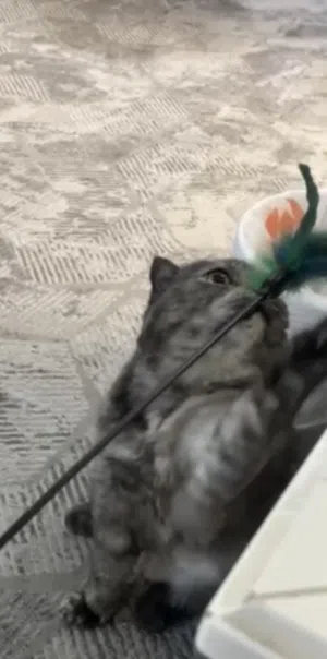 للبيع قطة انثى