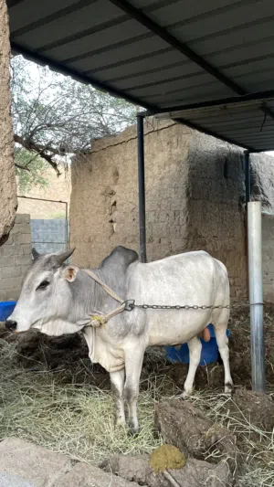 ثور أثيوبي مطعوم من شهر 11