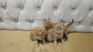 قط الأنغورا إقرأ الوصف قبل كل شي Angora cat read the description first.