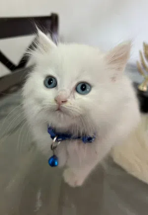 ذكر اورانج همالايا