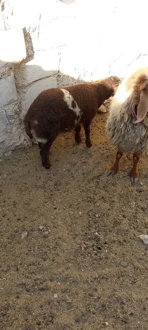 Sheep0
