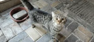 قط منزلي Domestic Shorthair