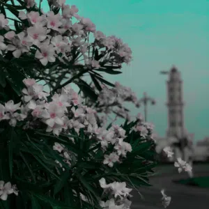 عبد الملك الشبيبي 