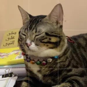 mustafa fouad shalaby 