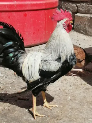 متوفر دجاج كويتي شوكي دندراوي ديج و دجاجتين