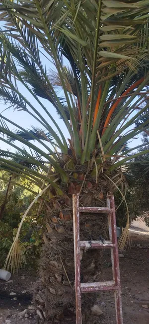 ‏أشجار - نباتات‏4