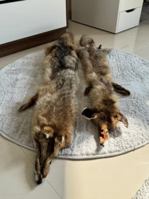 فرو طبيعي 100% للجسم كامل ( ذئب وثعلب ) — 100% natural fur for the whole body (wolf and fox)