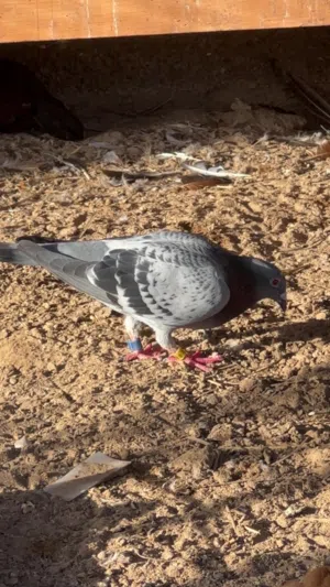 حمام زاجل للبيع