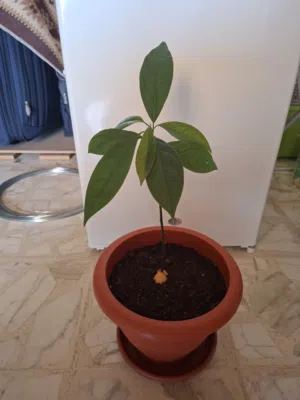 أشجار أفوكادو مقزمة بيبي  مسمدة من نوع مكسيكولا  تتحمل درجات حرارة باردة وتتكيف مع جميع الاجواء