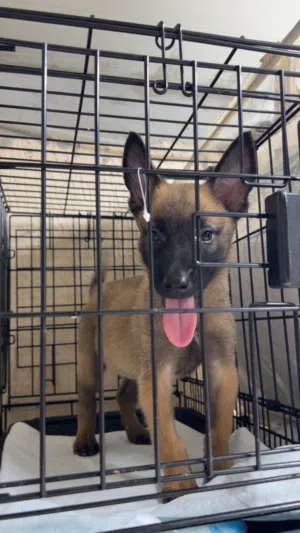 Belgian Malinois female