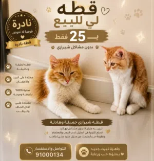 قط شيرازي خليط للبيع – لون برتقالي وأبيض – جميل وهادئ و نادر