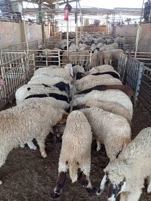 Sheep1