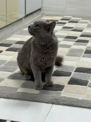 قطه للبيع جميلة